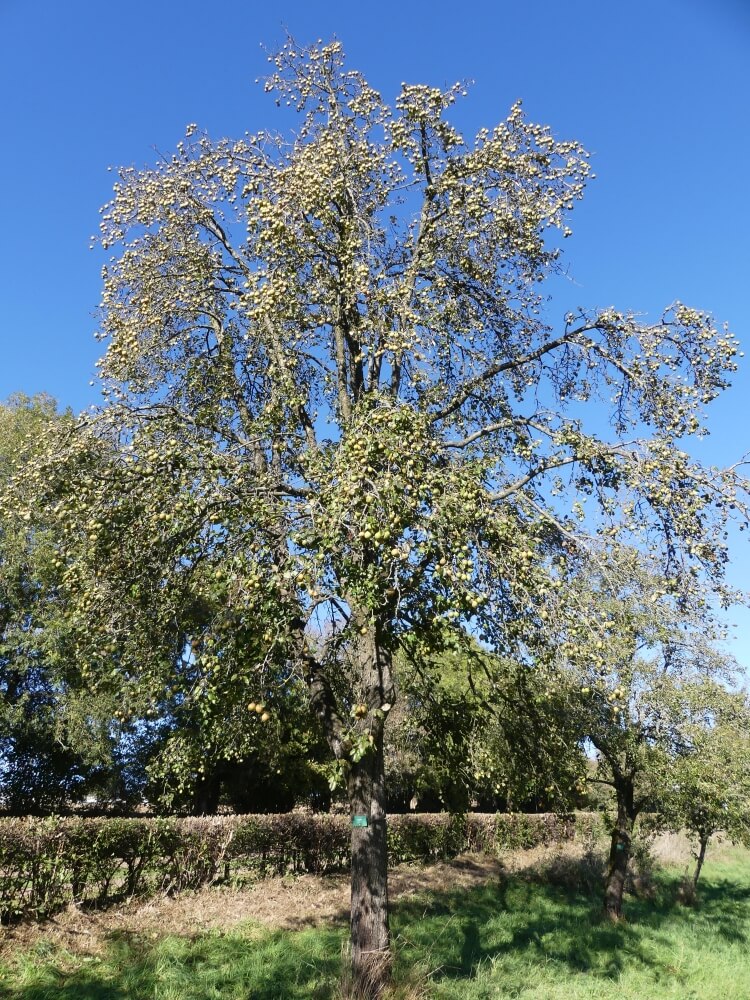 userfiles/produit/5690/arbre2_var_254_long bois (poire).jpg